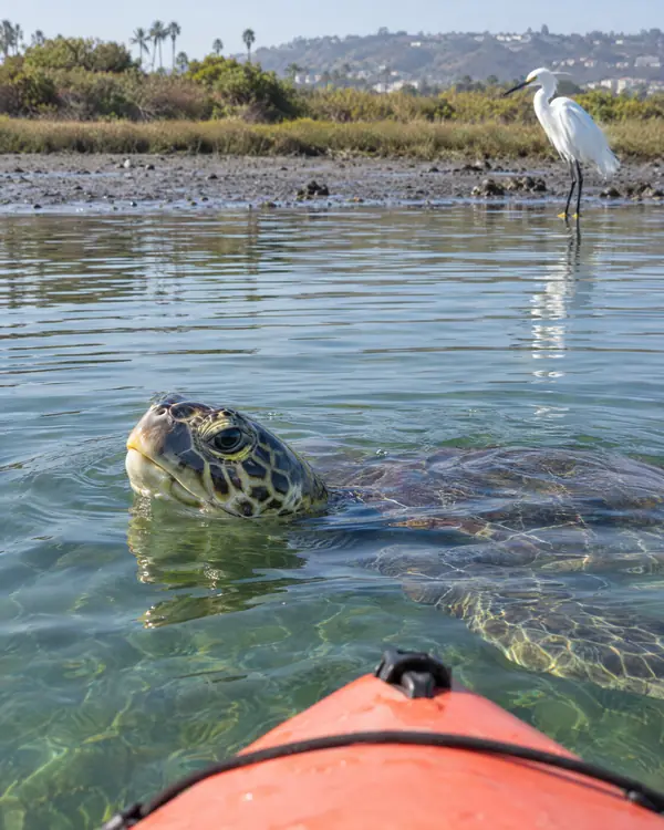 A green sea turtle surfacing beside a kayak in the wetlands